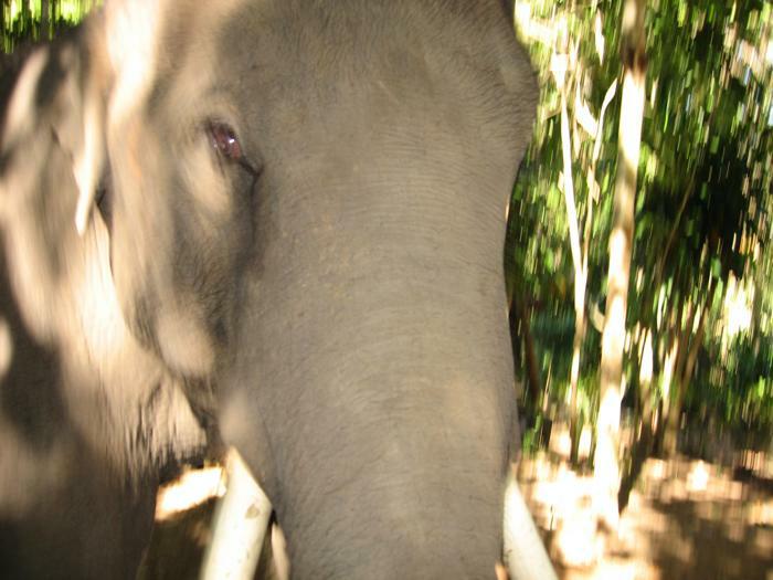 Den vilda elefanten i djungeln